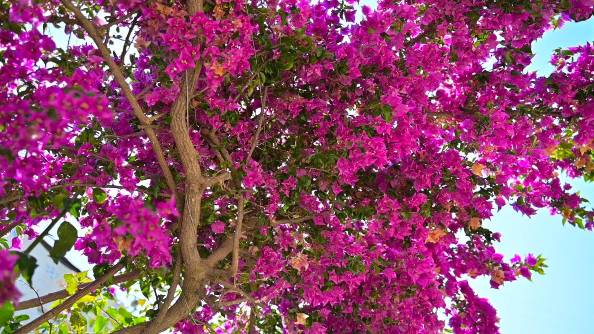 Bougainville Bay Hotel Sarandë 외부 사진 Bougainvillea